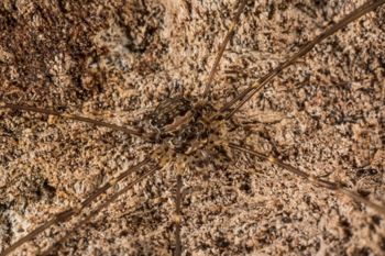 Media type: image;   Invertebrate Zoology 151588